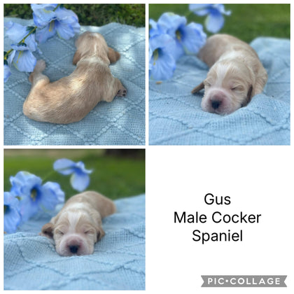 COCKER SPANIELS - READY FOR DEPOSITS NOW - Ready for home 10th Dec