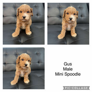 GUS - Male Mini Spoodle - Ready 22nd Feb