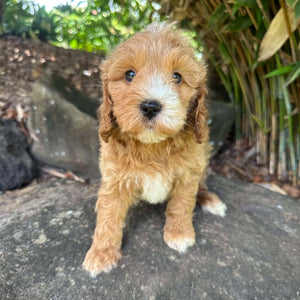 GUS - Male Mini Spoodle - Ready 22nd Feb