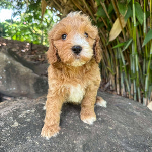 GUS - Male Mini Spoodle - Ready 22nd Feb