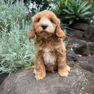 GUS - Male Mini Spoodle - Ready 22nd Feb