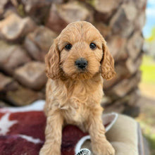 Load image into Gallery viewer, HALLIE - Female Mini Spoodle - Ready 4th August