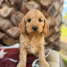 Load image into Gallery viewer, HALLIE - Female Mini Spoodle - Ready 4th August