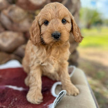 Load image into Gallery viewer, HALLIE - Female Mini Spoodle - Ready 4th August