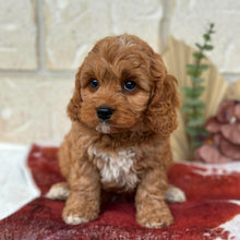 Load image into Gallery viewer, HANK - Male Toy Cavoodle - Ready Now 🌟 Free Flight Offer 🌟