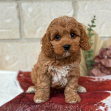 Load image into Gallery viewer, HANK - Male Toy Cavoodle - Ready Now 🌟 Free Flight Offer 🌟