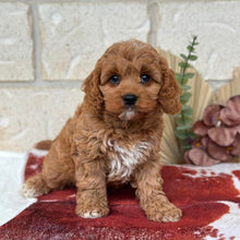 Load image into Gallery viewer, HANK - Male Toy Cavoodle - Ready Now 🌟 Free Flight Offer 🌟