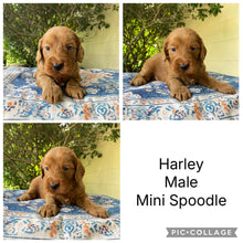 Load image into Gallery viewer, HARLEY - Male Mini Spoodle - Ready 4th April