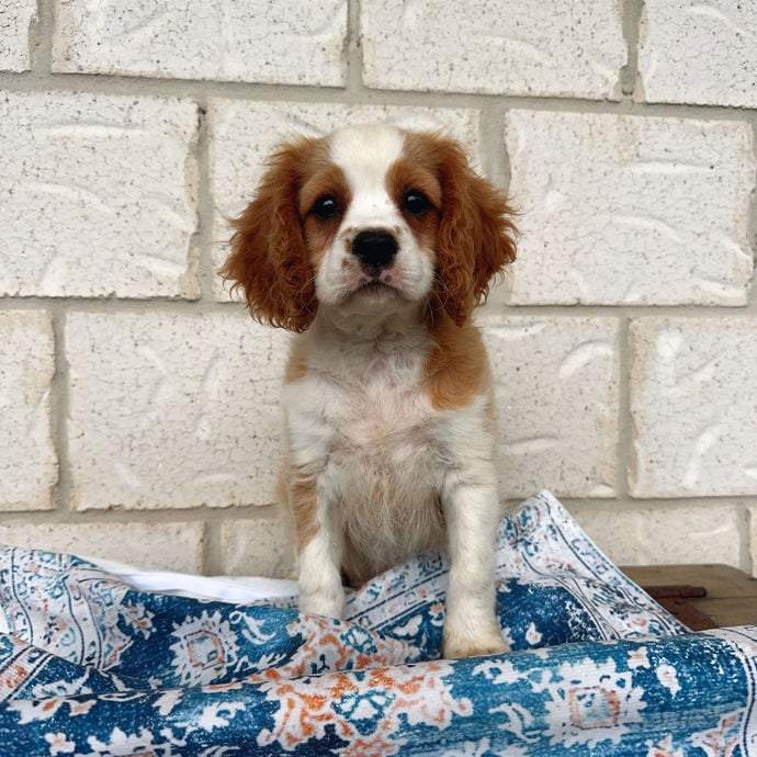 HARLEY - Male  Cavalier - Ready Now