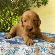 Load image into Gallery viewer, HARLEY - Male Mini Spoodle - Ready 4th April