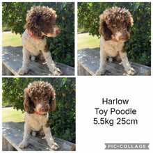 Load image into Gallery viewer, HUXLEY - Male Poodle - Ready Now