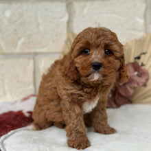 Load image into Gallery viewer, HARPER - Female Toy Cavoodle - Ready Now 🌟 Free Flight Offer 🌟