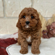 Load image into Gallery viewer, HARPER - Female Toy Cavoodle - Ready Now 🌟 Free Flight Offer 🌟