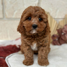 Load image into Gallery viewer, HARPER - Female Toy Cavoodle - Ready Now 🌟 Free Flight Offer 🌟