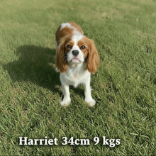 Load image into Gallery viewer, HANK - Male Toy Cavoodle - Ready Now 🌟 Free Flight Offer 🌟