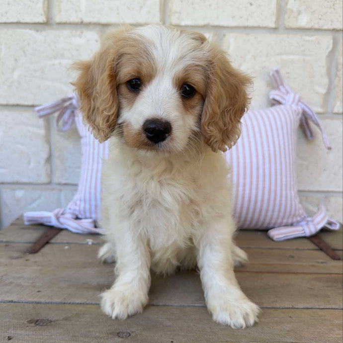 SPECIAL PROMO: HARRISON - Male Toy Cavoodle - Ready 13th April