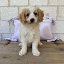 Load image into Gallery viewer, SPECIAL PROMO: HARRISON - Male Toy Cavoodle - Ready 13th April