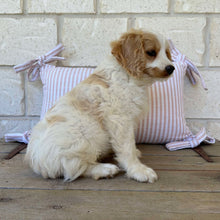 Load image into Gallery viewer, SPECIAL PROMO: HARRISON - Male Toy Cavoodle - Ready 13th April