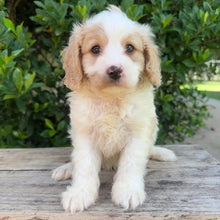 Load image into Gallery viewer, SPECIAL PROMO: HARRISON - Male Toy Cavoodle - Ready 13th April