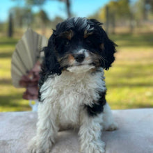 Load image into Gallery viewer, HARRY - Male Toy Cavoodle - Ready Now