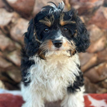 Load image into Gallery viewer, HARRY - Male Toy Cavoodle - Ready Now