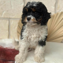 Load image into Gallery viewer, HARRY - Male Toy Cavoodle - Ready Now  ✈ Free Flight OR Discount Offer 🌟