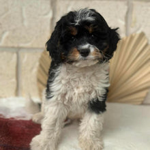 Load image into Gallery viewer, HARRY - Male Toy Cavoodle - Ready Now  ✈ Free Flight OR Discount Offer 🌟