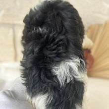 Load image into Gallery viewer, HARRY - Male Toy Cavoodle - Ready Now  ✈ Free Flight OR Discount Offer 🌟