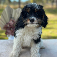 Load image into Gallery viewer, HARRY - Male Toy Cavoodle - Ready Now
