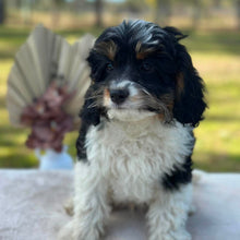 Load image into Gallery viewer, HARRY - Male Toy Cavoodle - Ready Now