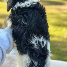 Load image into Gallery viewer, HARRY - Male Toy Cavoodle - Ready Now