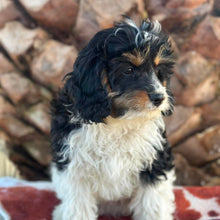 Load image into Gallery viewer, HARRY - Male Toy Cavoodle - Ready Now