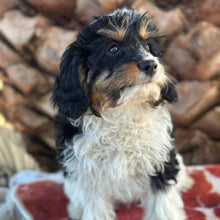 Load image into Gallery viewer, HARRY - Male Toy Cavoodle - Ready Now