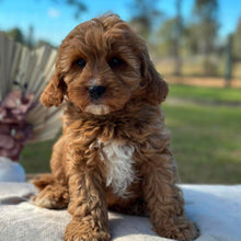 Load image into Gallery viewer, HARVEY - Male Toy Cavoodle - Ready Now
