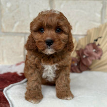 Load image into Gallery viewer, HARVEY - Male Toy Cavoodle - Ready Now   ✈ Free Flight OR Discount Offer 💰