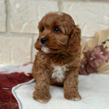 Load image into Gallery viewer, HARVEY - Male Toy Cavoodle - Ready Now   ✈ Free Flight OR Discount Offer 💰