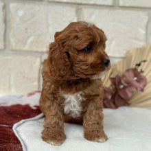 Load image into Gallery viewer, HARVEY - Male Toy Cavoodle - Ready Now   ✈ Free Flight OR Discount Offer 💰