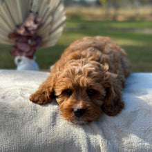 Load image into Gallery viewer, HARVEY - Male Toy Cavoodle - Ready Now