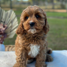 Load image into Gallery viewer, HARVEY - Male Toy Cavoodle - Ready Now