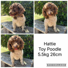 Load image into Gallery viewer, BENTLEY - Male Mini American Doodle - Ready 16th August