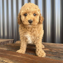 Load image into Gallery viewer, HAYES - Male Toy Poodle - Ready 5th Nov