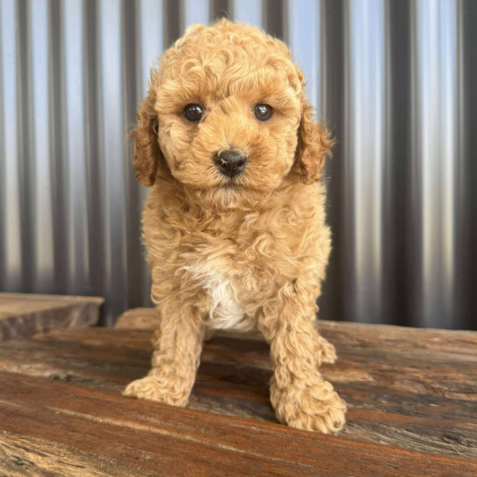 HAYES - Male Toy Poodle - Ready 5th Nov