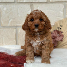 Load image into Gallery viewer, HAZEL - Female Toy Cavoodle - Ready Now 🌟 Free Flight Offer 🌟