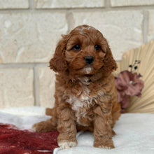 Load image into Gallery viewer, HAZEL - Female Toy Cavoodle - Ready Now 🌟 Free Flight Offer 🌟