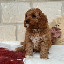 Load image into Gallery viewer, HAZEL - Female Toy Cavoodle - Ready Now 🌟 Free Flight Offer 🌟