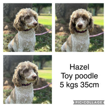 Load image into Gallery viewer, HOLDEN - Male Toy Poodle - Ready 5th Nov