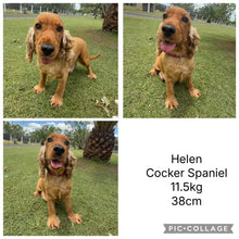 Load image into Gallery viewer, CUDDLES - Female Toy Spoodle - Ready Now