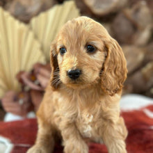 Load image into Gallery viewer, HENNIE - Female Mini Spoodle - Ready 4th August