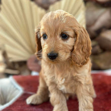 Load image into Gallery viewer, HENNIE - Female Mini Spoodle - Ready 4th August