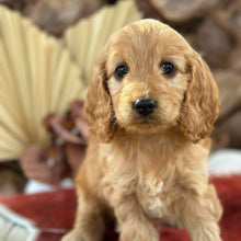 Load image into Gallery viewer, HENNIE - Female Mini Spoodle - Ready 4th August
